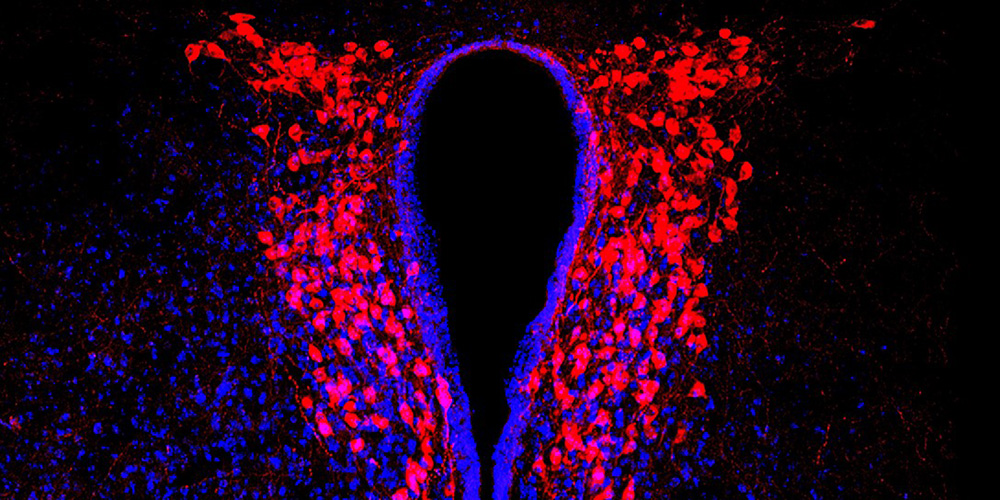 Mikroskopiebild von rot und blau leuchtenden Zellen