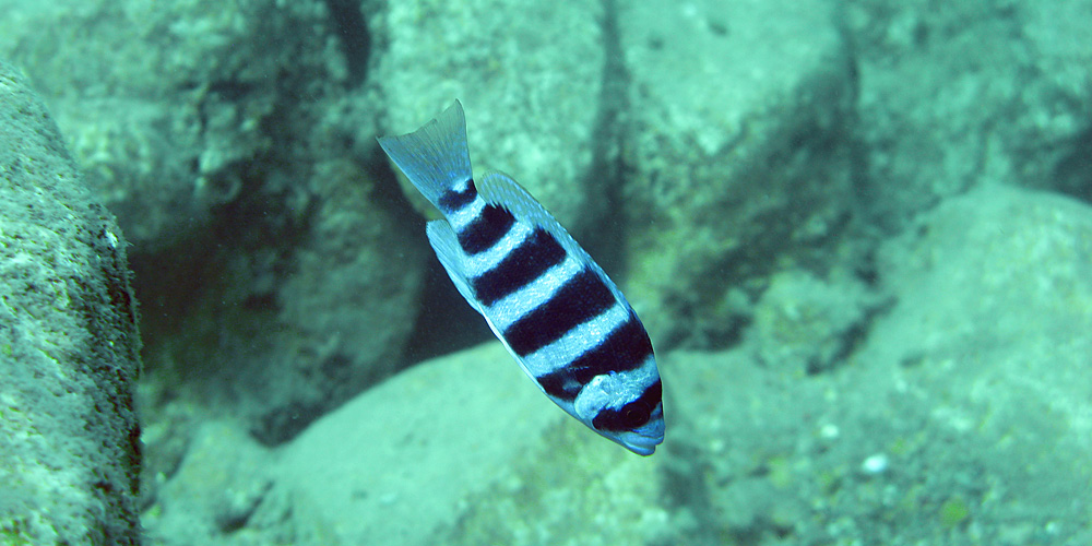 Wolf in Sheep’s Clothing: How Scale-Eating Cichlid Fish Trick Their Prey