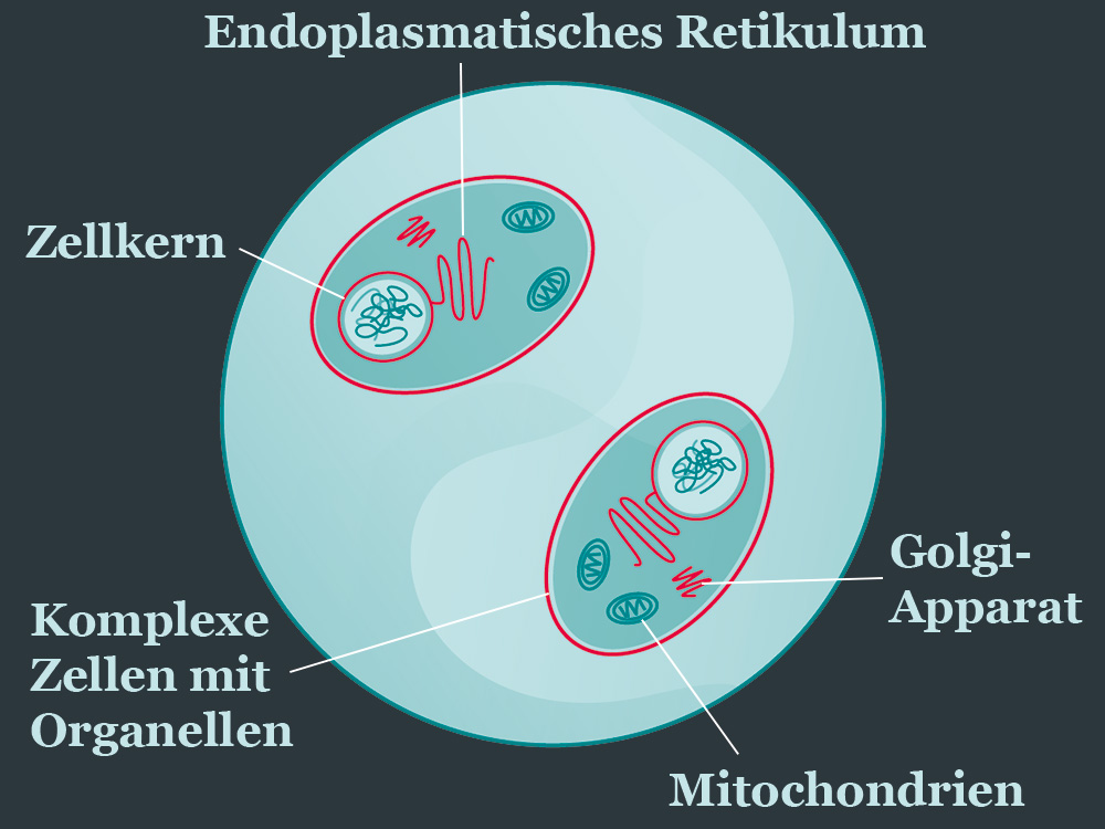 Illustration einzelliger Organismen mit Zellkern und Zellorganellen Illustration einzelliger Organismen mit Zellkern und Zellorganellen