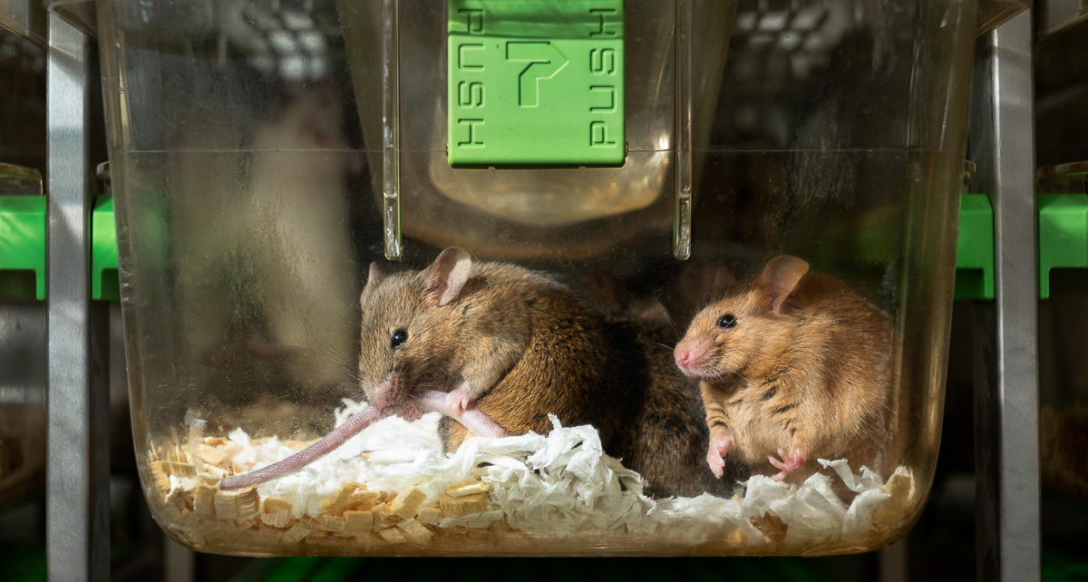 Animal Research at the University of Basel, laboratory animals
