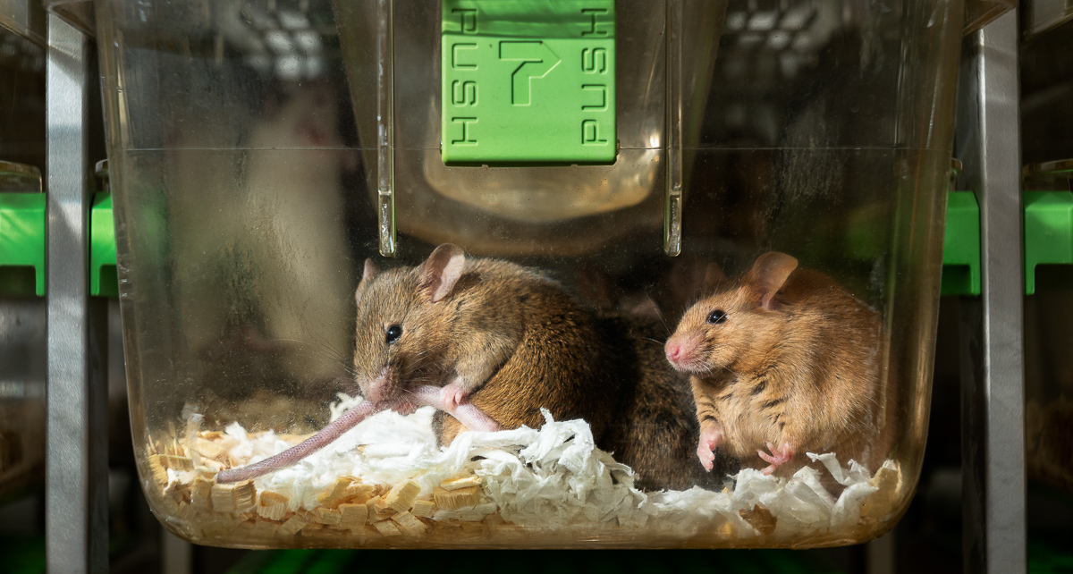 Versuchstiere, Nager: Mäuse & Ratten Versuchstiere, Nager: Mäuse & Ratten