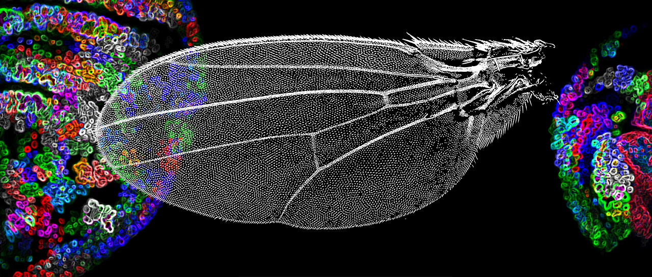 Darstellung eines Signalmoleküls, das eine wichtige Rolle bei der Entwicklung des Flügels in der Fruchtfliege spielt. (Illustration: Universität Basel, Biozentrum)