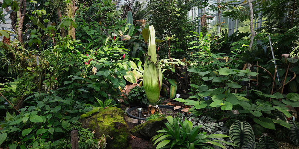 Titanwurz im Botanischen Garten der Universität Basel kurz vor der Blüte