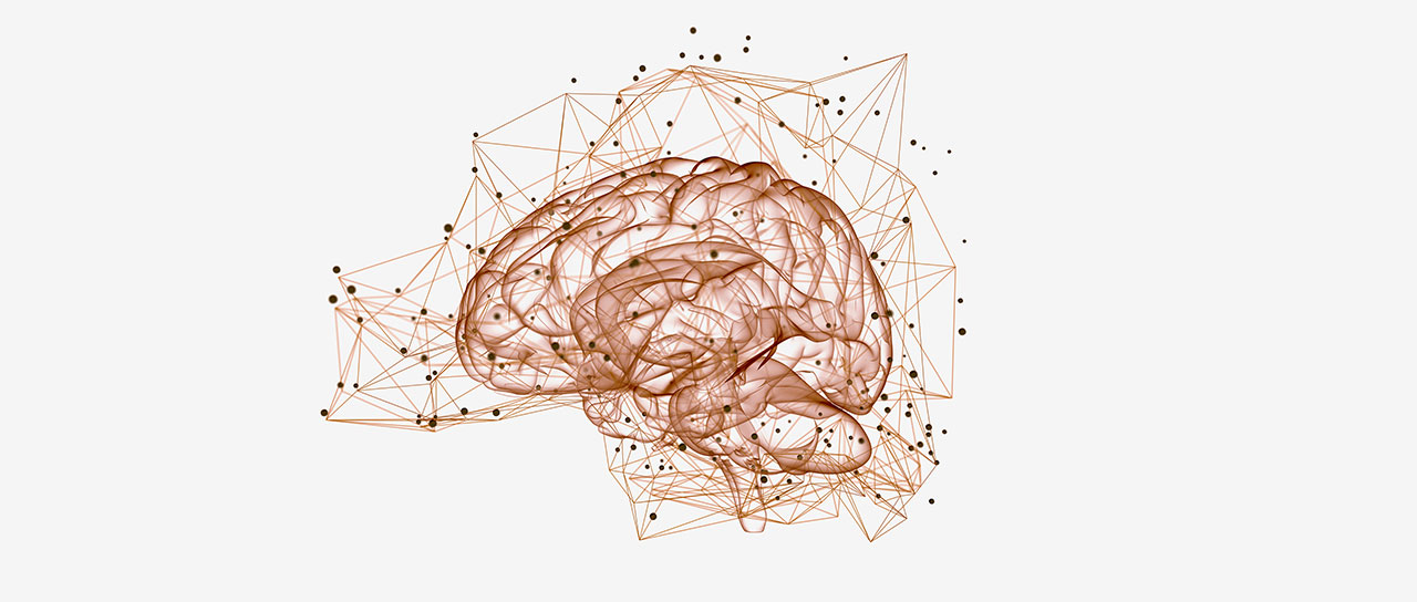 Visualization of a brain