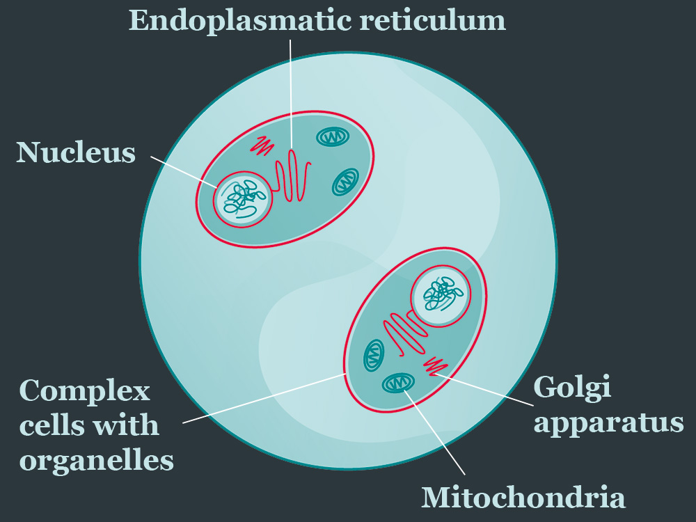 Illustration of single-celled organisms with nucleus and cell organelles Illustration of single-celled organisms with nucleus and cell organelles