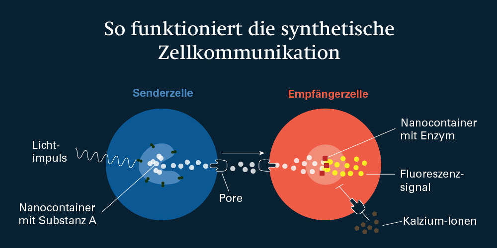 Visualisierung der Kommunikation zwischen Protozellen Visualisierung der Kommunikation zwischen Protozellen