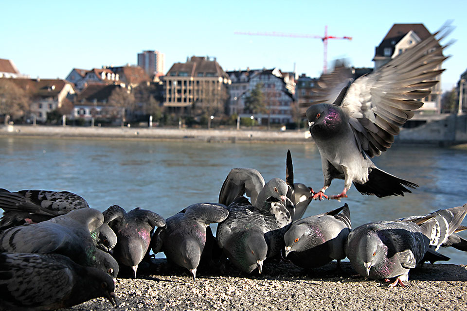 Eine Aufklärungsaktion nimmt die unkontrollierte Fütterung von Tauben ins Visier. (Daniel Haag-Wackernagel, Universität Basel)