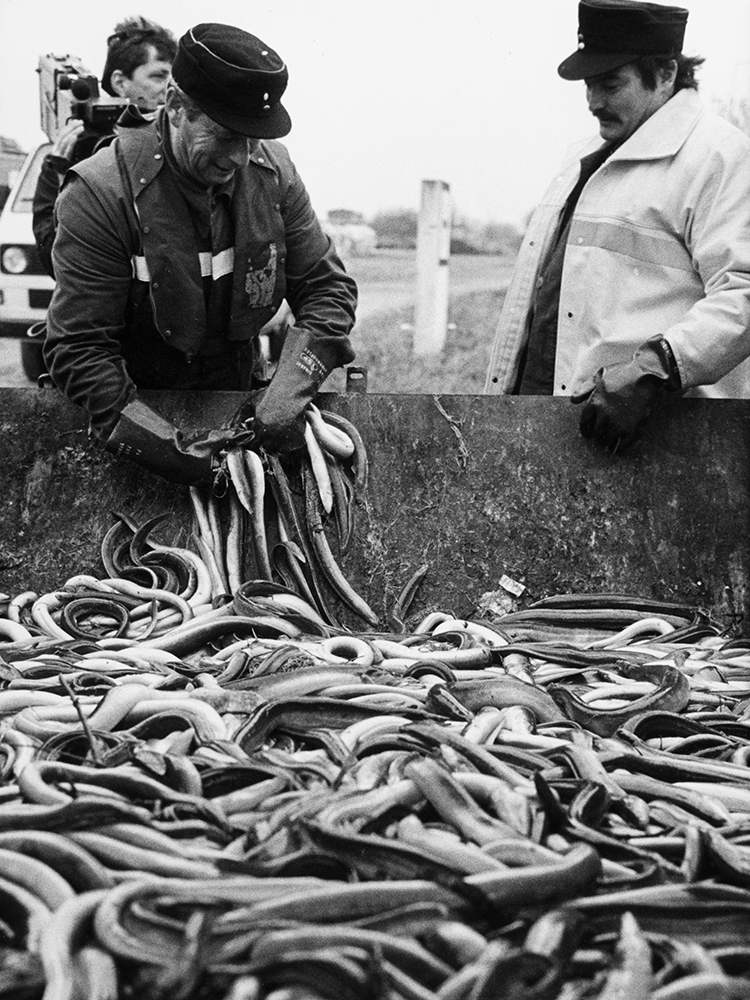 A man in uniform lifts several dead eels from a container filled with dead fish. A man in uniform lifts several dead eels from a container filled with dead fish.