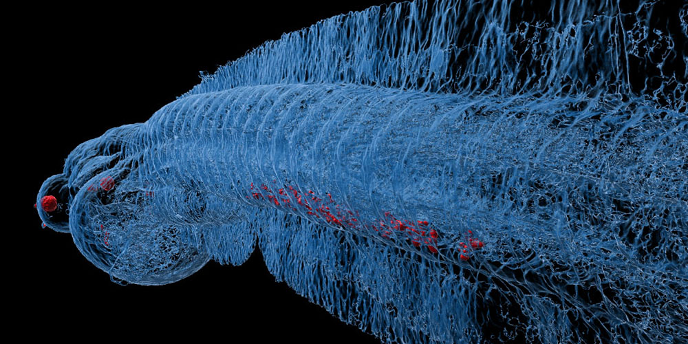 Mikrotomografische Aufnahme eines Zebrafisch-Embryos Mikrotomografische Aufnahme eines Zebrafisch-Embryos