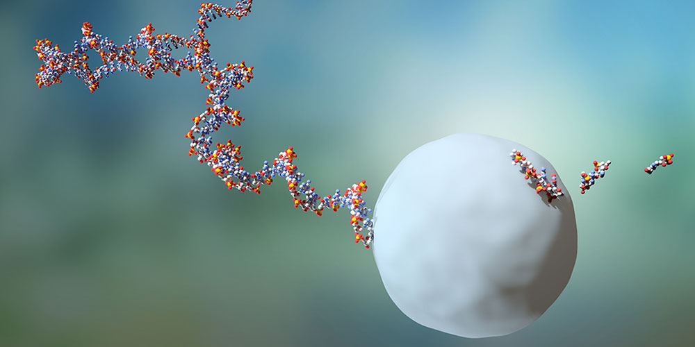 RNA-Moleküle leben durchschnittlich zwei Minuten bevor sie von einem Exosom eliminiert werden.