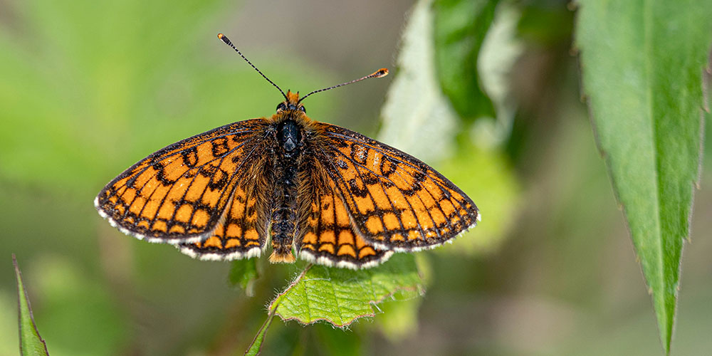 Excess nitrogen puts butterflies at risk