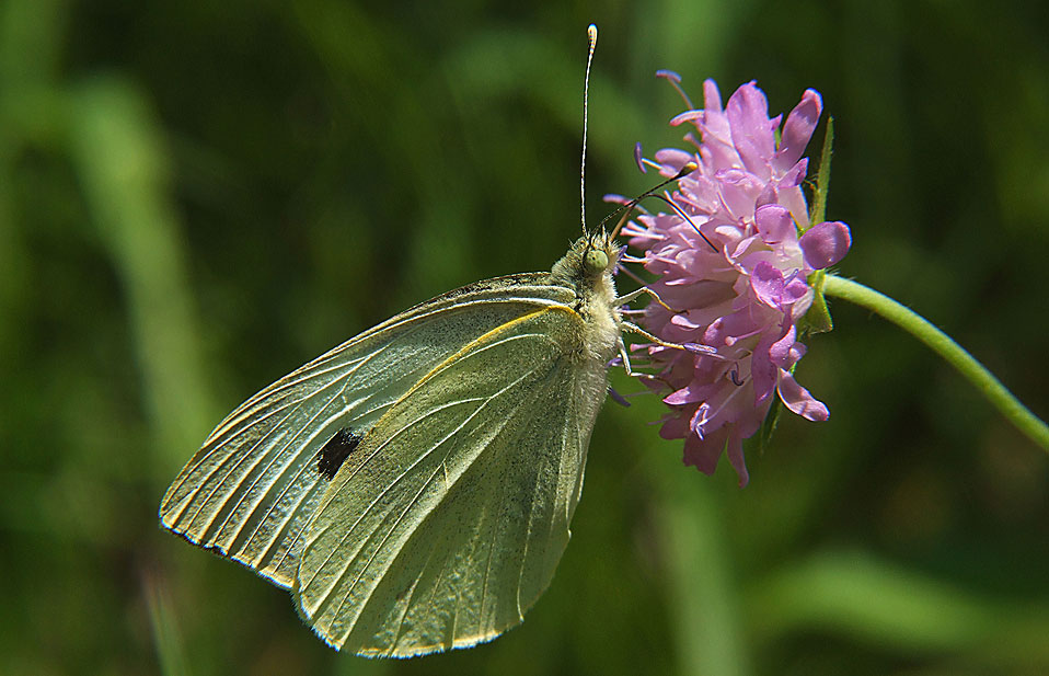 Maternal Experience Brings an Evolutionary Advantage