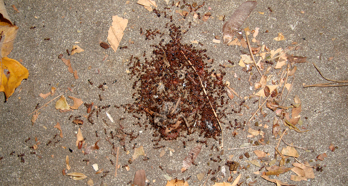 Wenn die Ameisen über die tote Schlange herfallen, bleibt kaum etwas übrig. Beobachtet in Douglas, Georgia, USA. (Foto: Julia Safer)