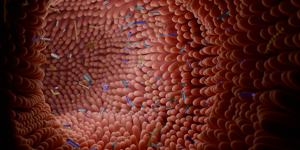 A fatal mix-up: how certain gut bacteria drive multiple sclerosis