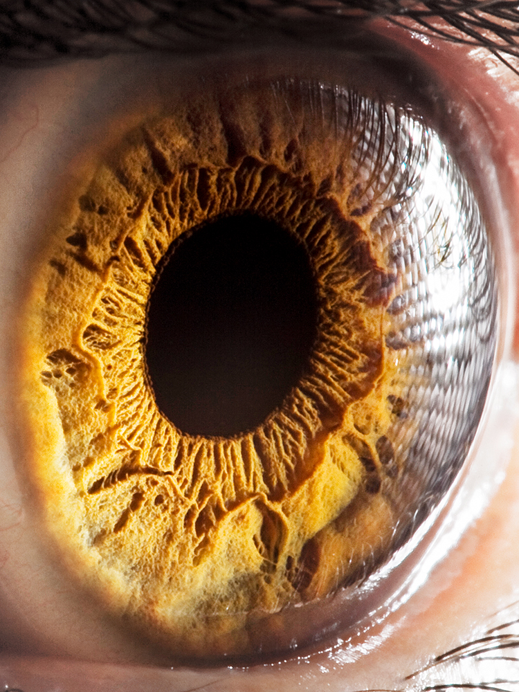 closeup of a retina