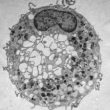 An immune cell imaged through an electron microscope. (Image: CNRS, C. Mueller & M. Decossas) An immune cell imaged through an electron microscope. (Image: CNRS, C. Mueller & M. Decossas)