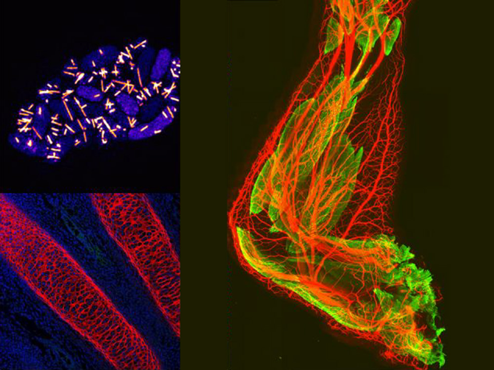 © Universität Basel, Microscopy Network Basel © Universität Basel, Microscopy Network Basel