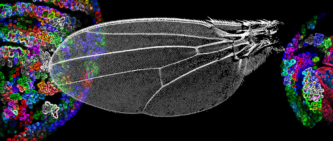 Drosophila wing size control depends on the spreading of the Dpp morphogen. (Image: University of Basel, Biozentrum)
