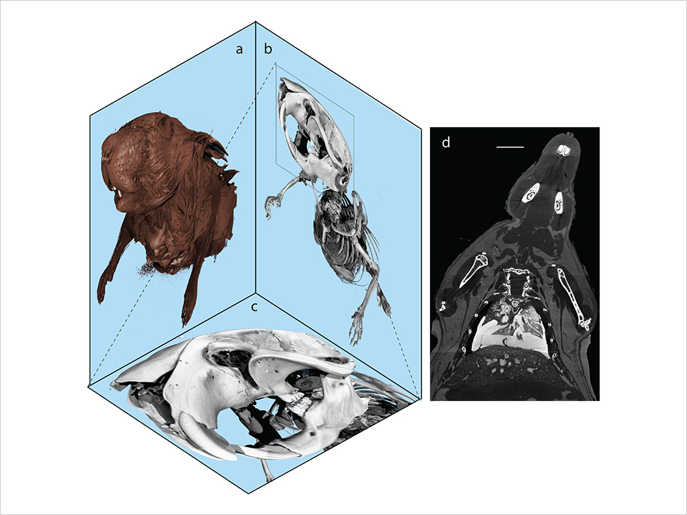 3D-Rendering einer Maus, © Universität Basel, MiNa DBE 3D-Rendering einer Maus, © Universität Basel, MiNa DBE