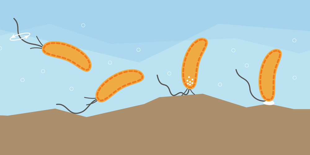 Tastsinn: Schwimmende Bakterien können Oberflächen mit dem Flagellum ertasten.