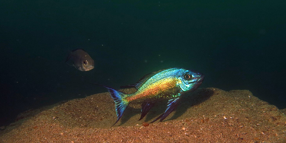 Highly dynamic sex chromosomes in cichlid fishes 