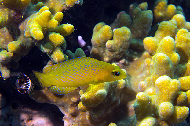 A yellow dottyback is well camouflaged within its natural live coral habitat. (Illustration: Christopher E. Mirbach)