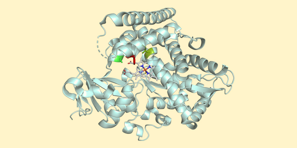 Engineered enzyme to precisely build complex molecules