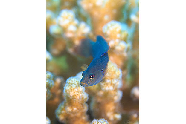 A brown dottyback morph, one of the two color variants that co-occur on the Great Barrier Reef in Australia. (Illustration: Tane Sinclair-Taylor)