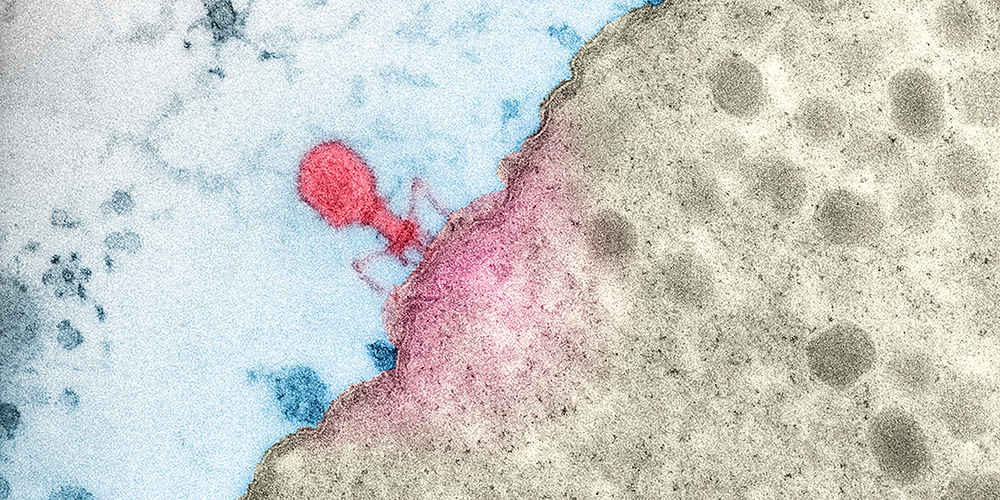 A bacteriophage (red) infects and kills a bacterium.