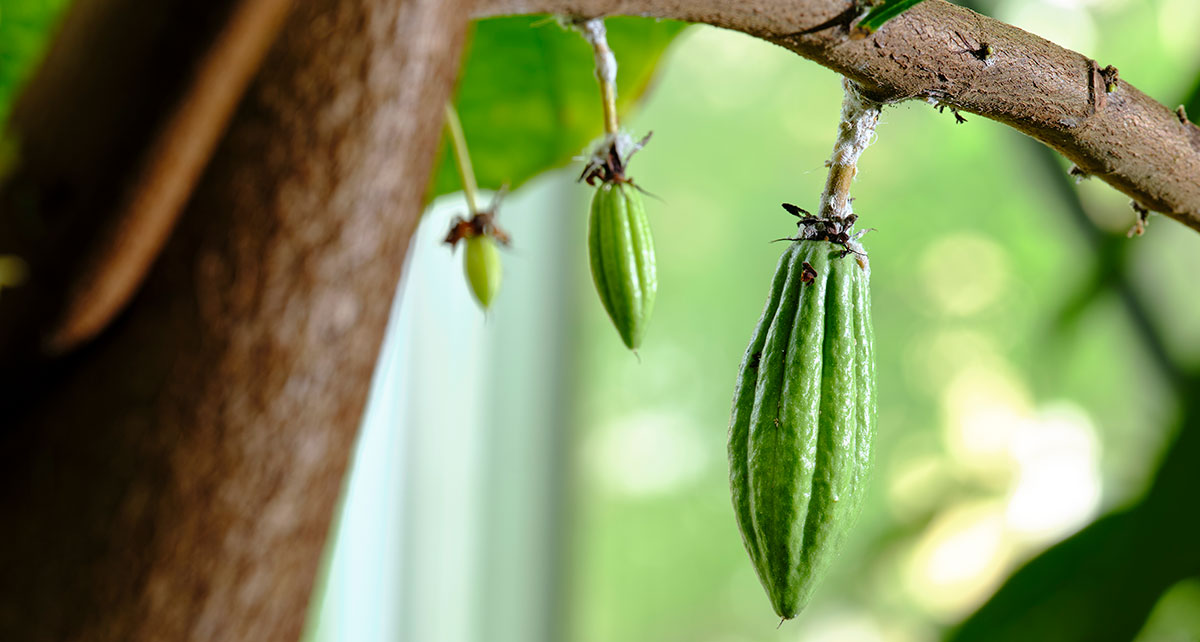 Früchte des Kakaobaumes