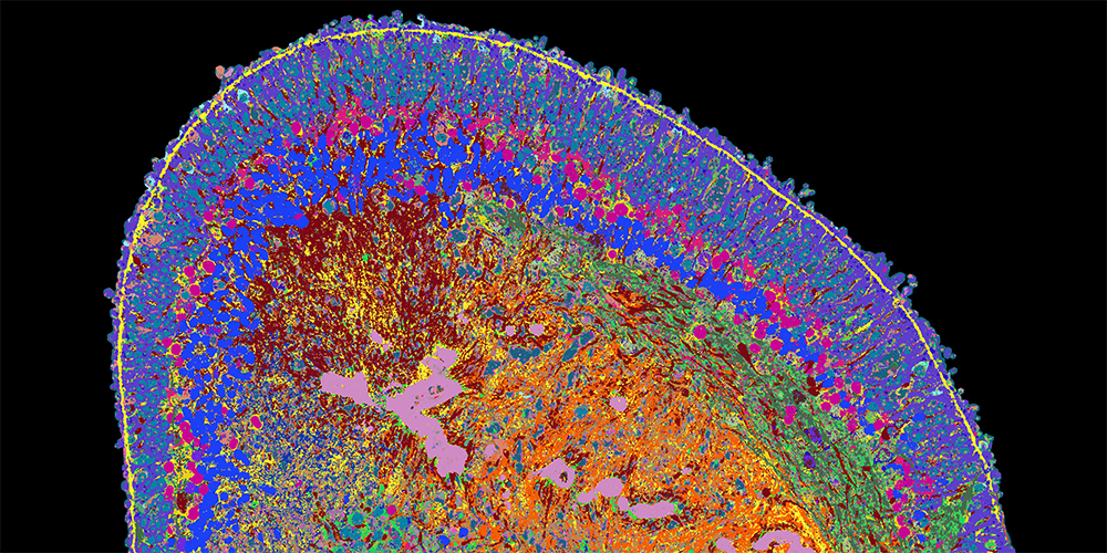Detailed image of the human retina
