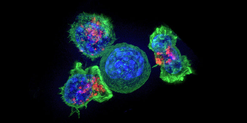 Krebs: Immuntherapie gezielter einsetzen