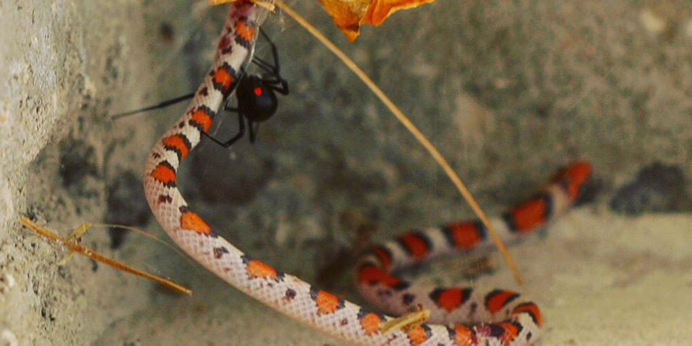 Unusual prey: spiders eating snakes