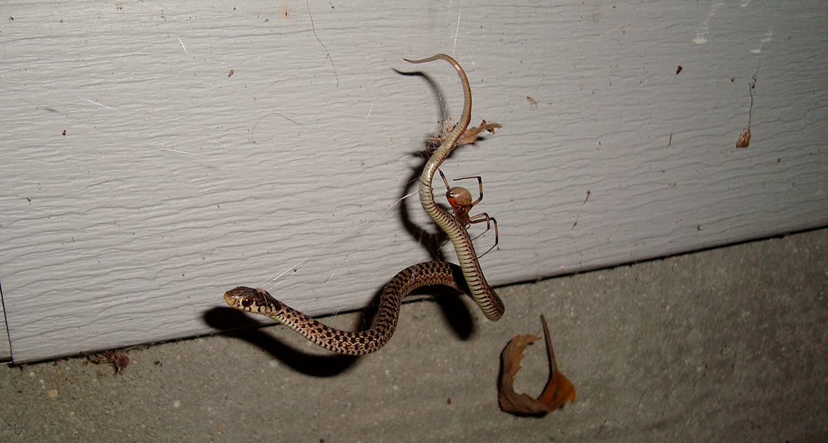 Juvenile Eastern garter snake, Thamnophis sirtalis, trapped in a brown widow web (Latrodectus geometricus) observed in Douglas, Georgia, USA.