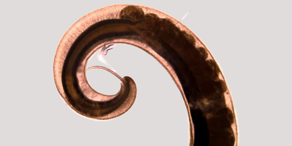 Newly discovered parasitic worm handed over to Natural History Museum Basel