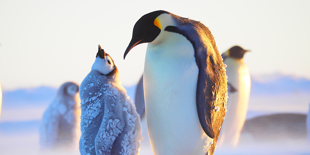 2 Emperor Penguins in Antarctica. One of the penguins, a chick, looks up to an adult penguin. 