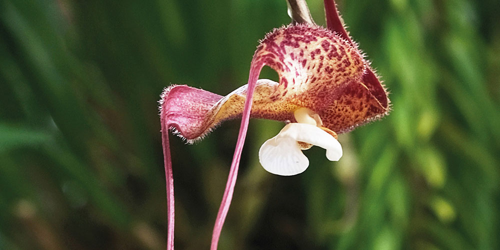 Orchidee Dracula bella, Key Visual des Tages der offenen Tür im Botanischen Garten.