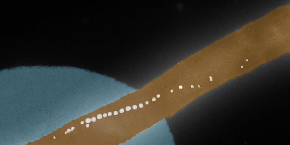 Bacteria with a built-in compass