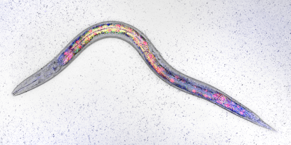 Fadenwurm C. elegans