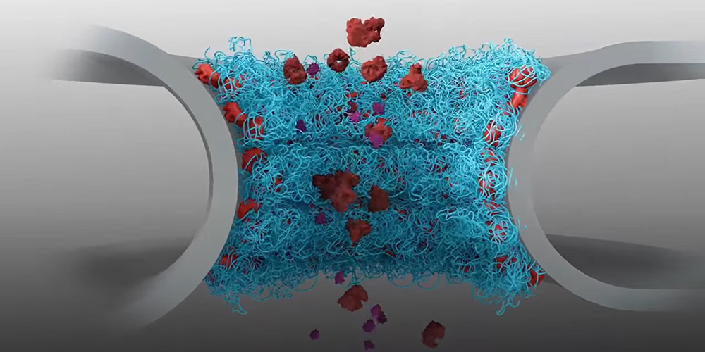 Safeguarding the cell nucleus