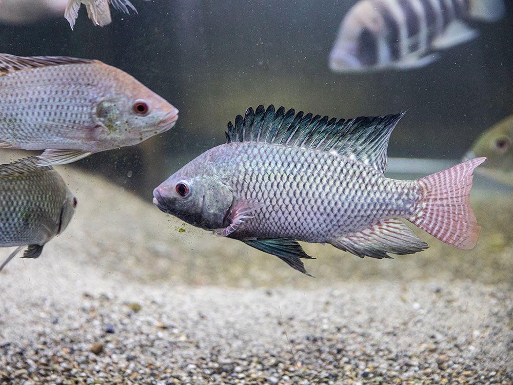 Buntbarsche in einem Aquarium. Buntbarsche in einem Aquarium.