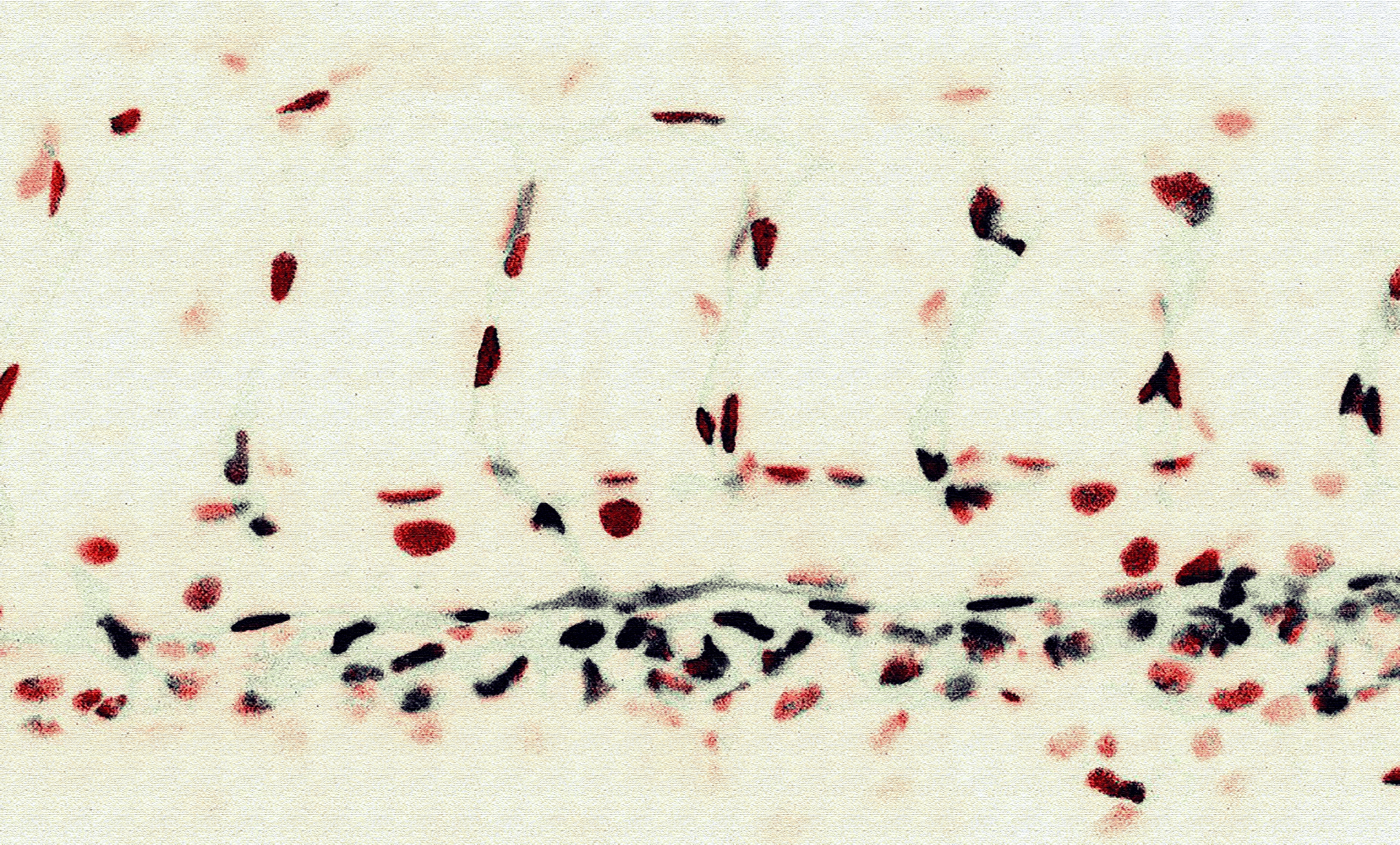 Canvas of a Cell Population Canvas of a Cell Population