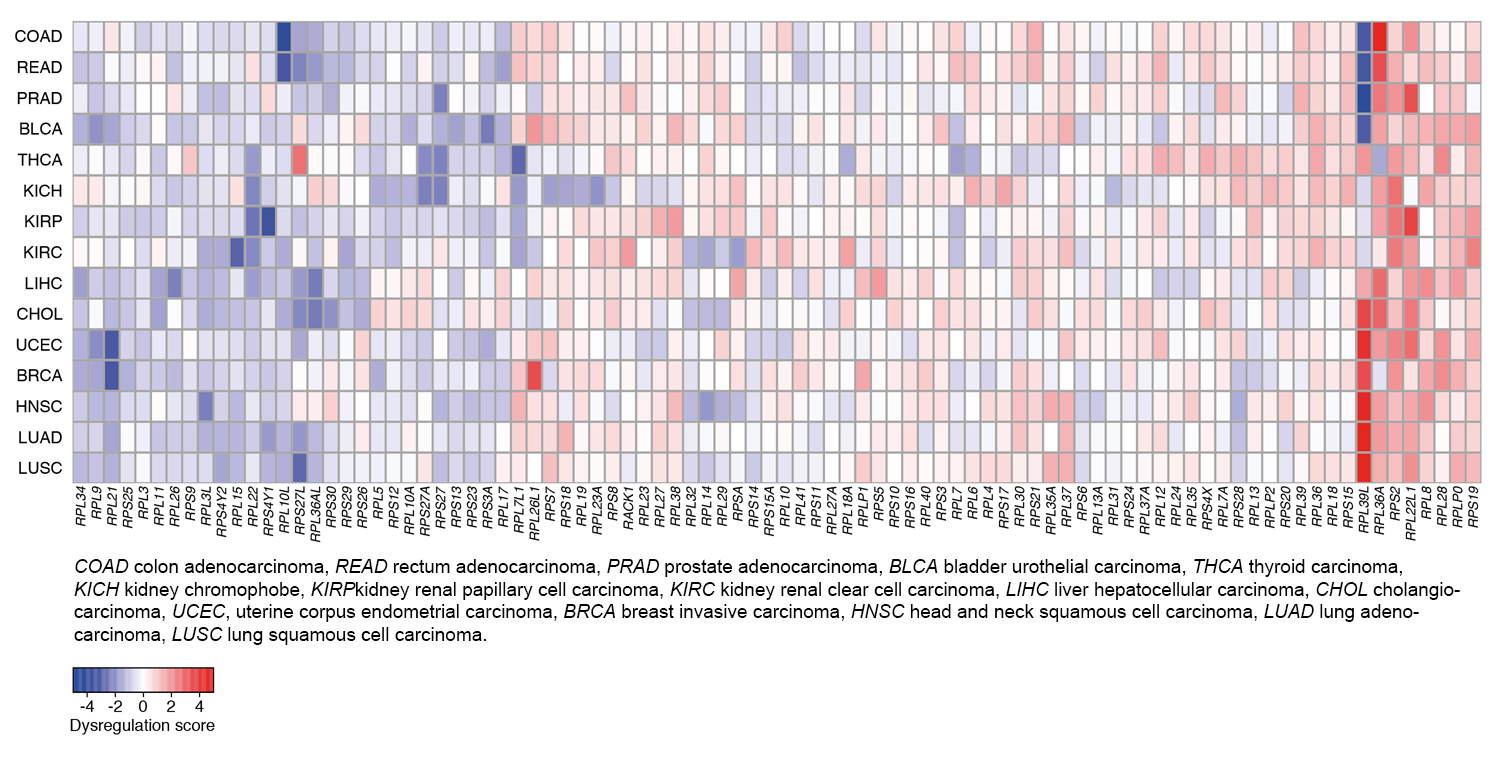 Niveau der Genexpression einzelner ribosomaler Proteine (RP) in unterschiedlichen Krebsarten (blau: niedrigerer; rot: höherer Level verglichen mit normalem Gewebe). (Bild: Universität Basel, Biozentrum)