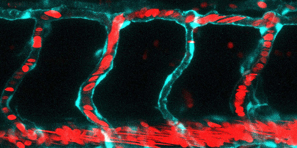 Blood vessel formation: how the vascular cells respond to blood pressure