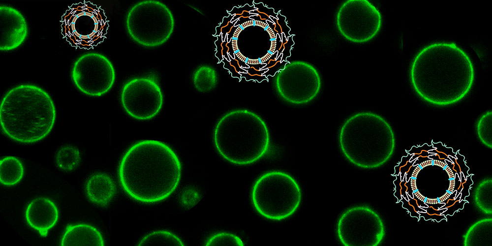 Stable membrane for therapeutic carriers 