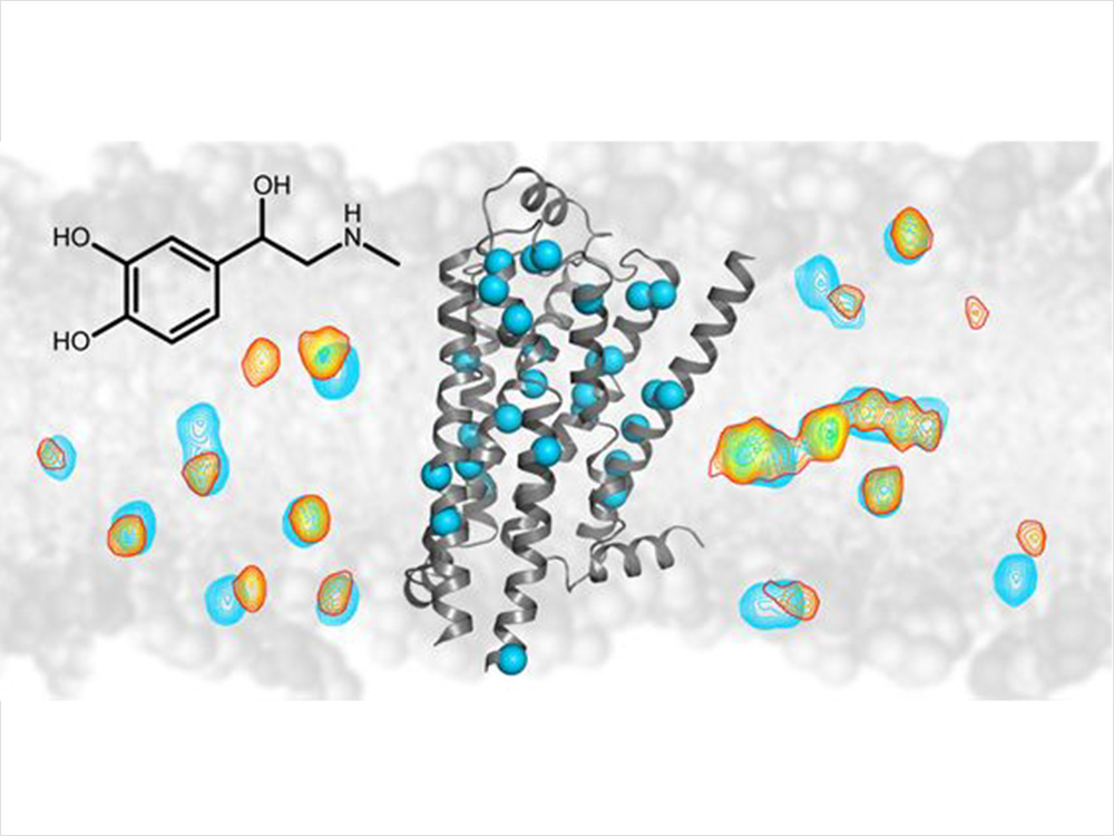 NMR-Spektroskopie zeigt atomare Details der Signale im G-Protein gekoppelten β1–Adrenorezeptor, welche durch Arzneimittel ausgelöst werden, © Universität Basel, Kernspinresonanz NMR-Spektroskopie zeigt atomare Details der Signale im G-Protein gekoppelten β1–Adrenorezeptor, welche durch Arzneimittel ausgelöst werden, © Universität Basel, Kernspinresonanz