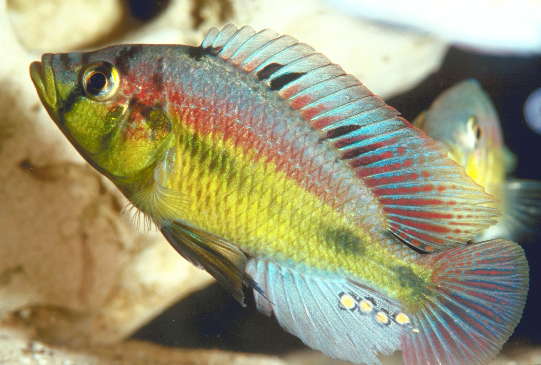 Haplochromis aenicolor