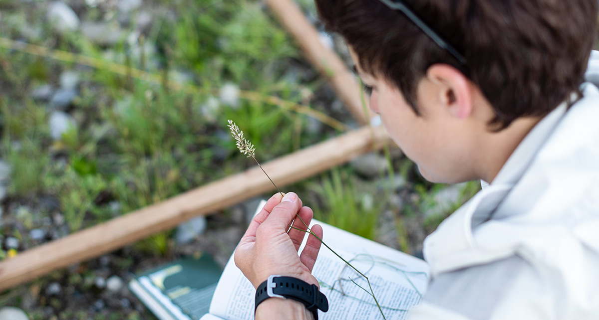 Forscherin beim Bestimmen einer Grasähre mithilfe eines Bestimmungsbuchs, im Hintergrund ein Holzrahmen