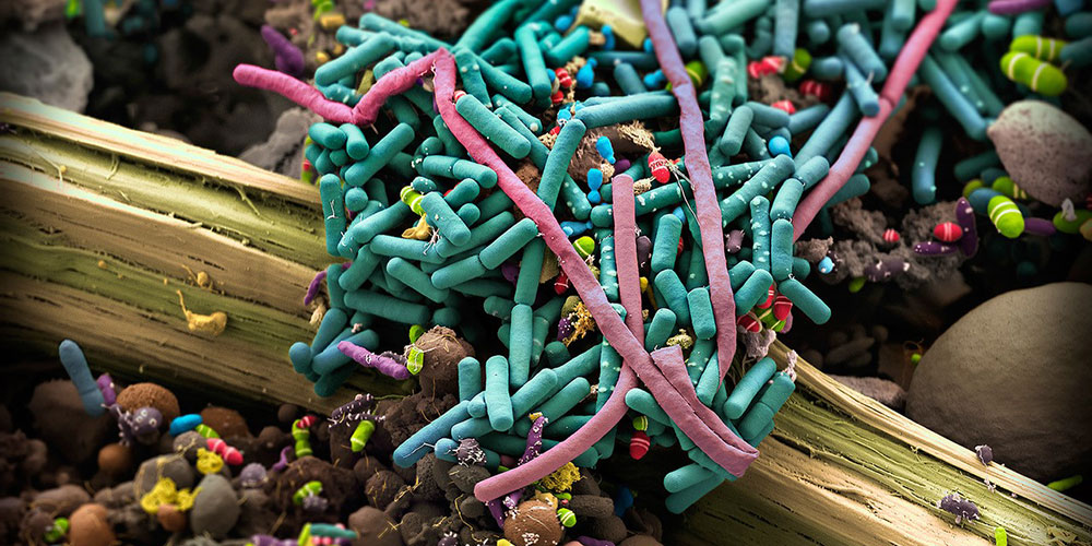 Bakterien, Viren, Pilze, Parasiten – Mikroben unter uns