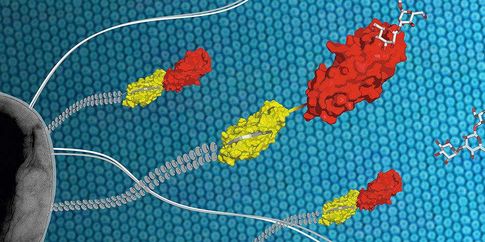 Der Infektionserreger E. coli (grau) hält sich mithilfe des Proteins FimH (gelb/rot), das sich an der Spitze langer Zellfortsätze befindet, an den Zelloberflächen des Harntraktes fest (Bild: Maximilian Sauer, ETH Zürich).